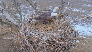 Kansas Eagles 1-30-25.  Harvey \u0026 Ellie Add Fluff, Prepping the Nest for Eggs; Owl Fly By (1-28-25).