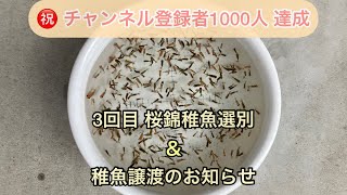 ［金魚］［桜錦］桜錦稚魚3回目選別＆稚魚譲渡のお知らせ