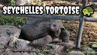 Massive tortoises in Seychelles