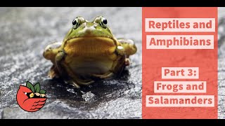 Reptiles and Amphibians Part 3: Frogs & Salamanders
