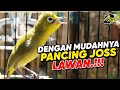 Masteran Kecial Kuning Ciak Ciak Joss‼️Ampuh PANCING JOSS LAWAN‼️| PEPADU KECIAL