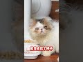 养猫之前先想好 要养长毛地先学会洗猫，别问我为什么！ 这小猫谁养谁不迷糊啊 猫咪洗澡 猫不会喝水怎么办 猫咪怎么养 谁还不是只爱干净的猫猫了