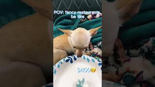 POV: Fancy restaurants be like #cutepuppy #chihuahuapuppy #sweetpuppy #dogbreeds#puppyface #dogtypes