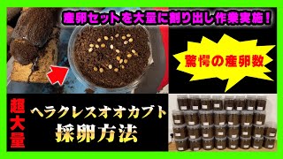 【初心者向け】ヘラクレスオオカブトなどのカブトムシ採卵作業！どのように卵を管理すればよいのか？産卵セットを割り出して採卵していく方法を実作業ベースで徹底解説！