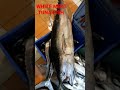 how a white meat tuna fish looks like നല്ല വലിയ വെള്ള ചൂര മീൻ കാണാം tuna fish fishing