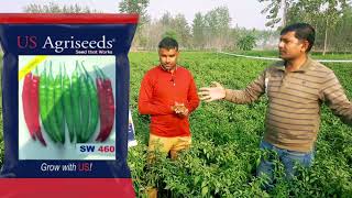 460 Mirch l US Agriseeds 460 Mirch l यूएस की 460 मिर्च l  मिर्च की खेती