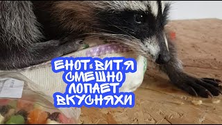 почему еноты так смешно едят? енот витя прикольно лопает вкусняхи, выбирает повкуснее