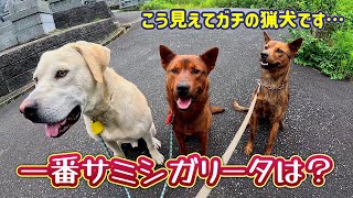 旅から帰ってきて猟犬カシン、リキ、アスカを迎えに行った時の反応は？