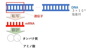 タンパク質の平均アミノ酸数を求める問題【遺伝子】　高校生物基礎