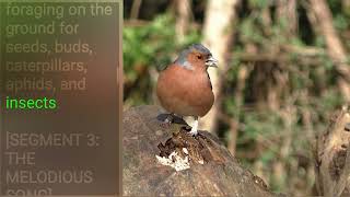 The Charming World of the Chaffinch #birds #wildlife #nature #finch