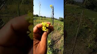 முள்ளங்கி விதைகள் - Radish Seeds #radish #seeds #vegetables #plants #video #nature #farming