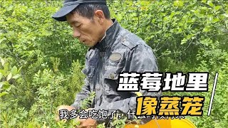 我们进山采蓝莓，被大蜂子围攻了！黄瓜香最喜欢的小菜园，西瓜香瓜长满地