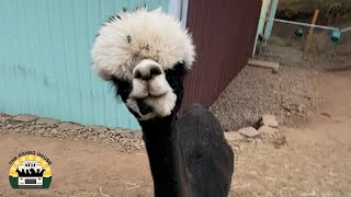 Princess The Pregnant Alpaca Part 1 | The Asher House