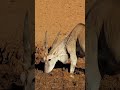 Eland Antelope Drinking Water  Wincent   oz5K3 #wildlife #nature #deer