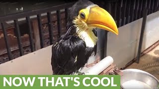 From birth to adult: Toco the Toucan grows up!