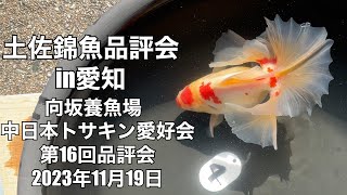 2023.11.19土佐錦魚品評会in愛知（向坂養魚場）