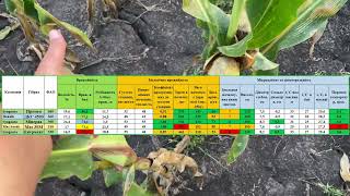Врожайність кукурудзи на демо посіві. Визначення лідерів та аналіз розвитку.