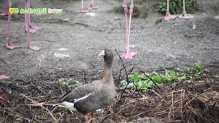 【東山動植物園公式】カリガネのぴーちゃんの鳴き声 《 カリガネ　鳥 》