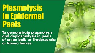 Plasmolysis in epidermal peels