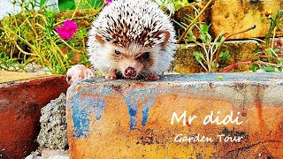 【 CAT \u0026 HEDGEHOG VIDEO 】Mr didi \u0026 Miss lulu Garden Tour