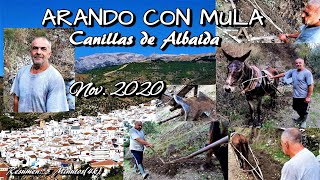 ARANDO CON MULA. Canillas de Albaida. Nov.2020. Resumen: 5 Minutos(4k)..