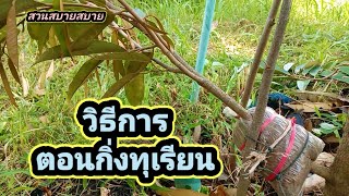 วิธีการตอนกิ่งทุเรียน Ep.60 : สวนสบายสบาย