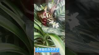 観葉植物も花が🪴咲く😆シリーズ✨『カラテア』