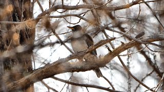 河口湖フィールドセンターのシロハラ（雄）その５（4K60P動画）