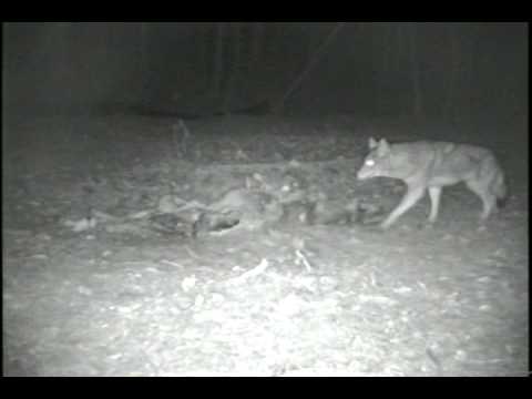 Coyote Captured On The PixController WebCam - YouTube