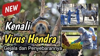 Kenali Virus Hendra dari Gejala dan Penyebarannya