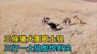 三條獵犬圍毆土狼，三打一土狼彪悍對決，奶牛夜裏慘遭豺狼毒手，牧民攜犬出擊，復仇的號角已吹響！