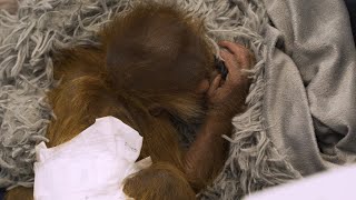 Video Alert: Orangutan Infant Gaining Weight