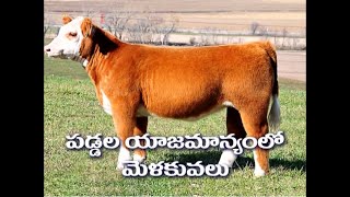 ఆవు లేదా గేదె పడ్డల యజమాన్యము మెళకువలు HEIFER COW MANAGEMENT