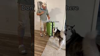 My Husky Throws A Temper Tantrum When She Sees Me Going On Vacation! 👀😳