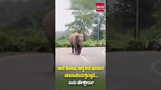 ಆನೆ ಕೋಪ, ಅತ್ತ ಕಡೆ ಹುಡುಗ ಚುಡಾಯಿಸುತ್ತಿದ್ದಾನೆ...ಏನು ಹೇಳ್ತೀರಾ?| News Karnataka