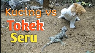 VIRAL PERTARUNGAN TOKEK VS KUCING/ FIGHT CAT VS GECKO cats,  ANIMALS, FUNNY LUCU