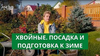 Мои хвойные растения. Как и чем удобряю. Какие укрываю на зиму.