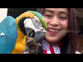 Asiknya Lomba Tujuh Belasan Bareng Burung Macaw | SI OTAN (17/08/20)