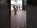 ayyappans at kadapuzha bagavathi temple