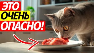 Эти ОШИБКИ делают кошек НЕСЧАСТНЫМИ! Как их избежать?