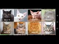 cat sounds to attract cats happy female cat sounds to attract cats