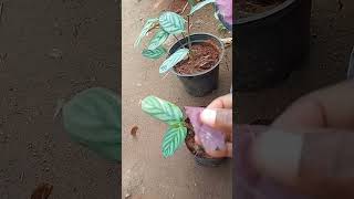 சாகா வரம் பெற்றது போல வளரும் #nursery #updates #garden