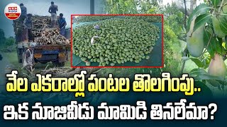 ఇక నూజివీడు మామిడి తినలేమా.? | Special Story On Mango Farming Problems | Nuzvid Mangoes | ABN