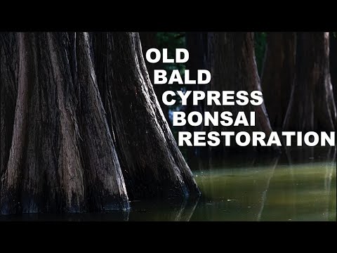 Restoring an Old Neglected Bald Cypress Bonsai – ASMR