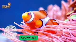 ABC Sea Animals song | ABC Song | Learn Alphabets, English and Animals for Kids #abcd