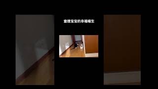 查理宝宝的幸福喵生，现在是米雅的舔狗了 #shorts