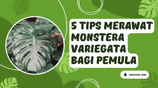 5 TIPS MERAWAT MONSTERA VARIEGATA UNTUK PEMULA