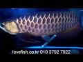 크로스벨리를 꿈꾸며...블루베이스 과배금용 arowana