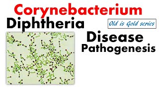 Corynebacterium diphtheriae microbiology lecture | Pathogenesis, treatment, disease, symptoms, toxin