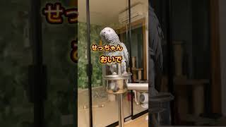 【亡き夫の鳥と生活】下ネタインコ#ヨウム #おーちゃん